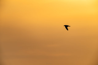 Black headed gull in a sunset