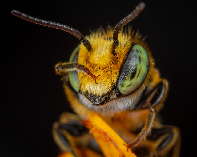 Fed Up Leafcutter Bee