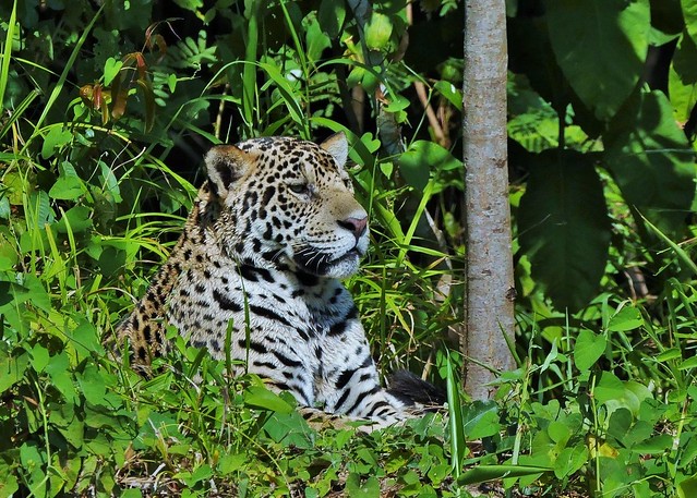 Marley (M) Jaguar (Panthera onca) on the Riverbank