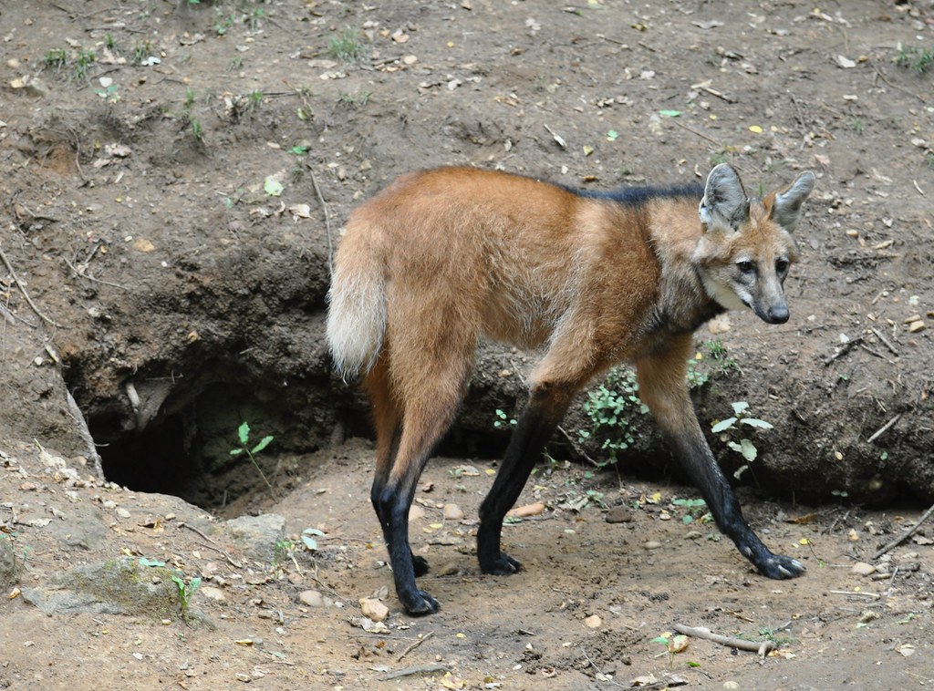 Chrysocyon brachyurus - Maned Wolf  - Loup à crinière  - 21/06/22