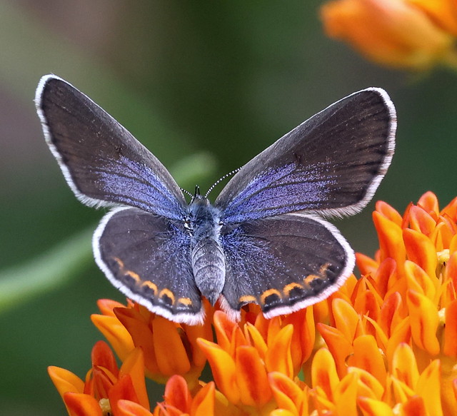 Karner Blue Butterfly and Butterfly Weed