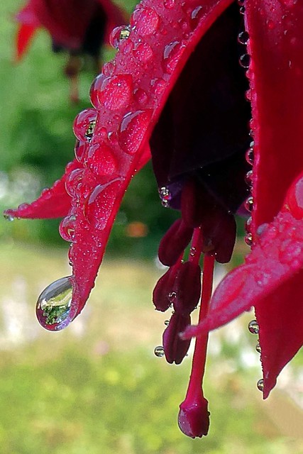 Water droplets on a fuschia