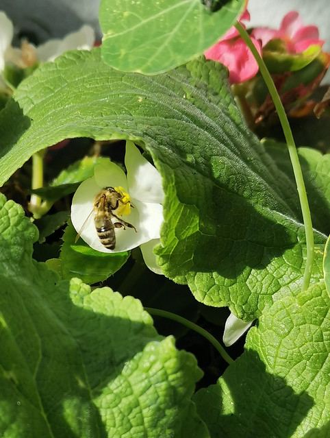 Bee on Begonia 22-07-22 (02)