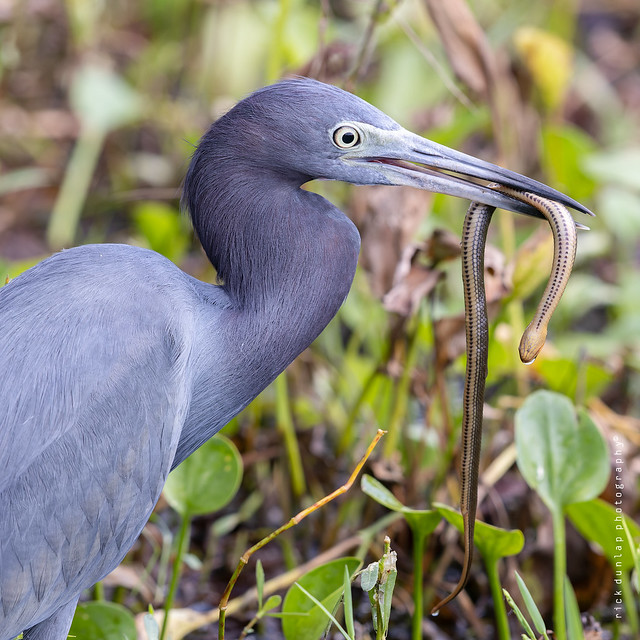 Little Blue Heron with prey