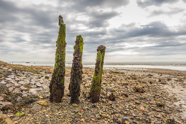 Three rotten wooden posts covered with seaweed and algae