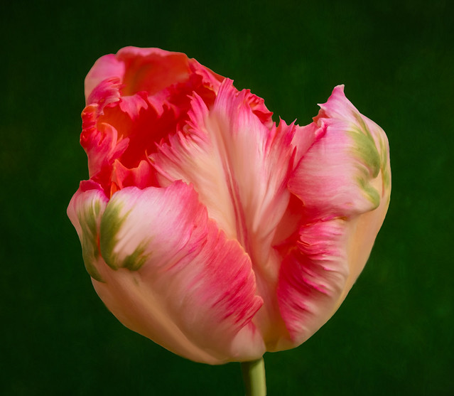 A colorful tulip