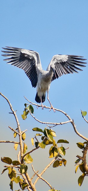 Flapping Stork Wings