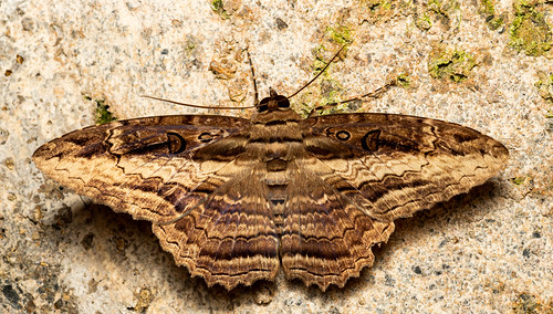 ibagué tolima colombia nationalmothweek mothweek ibague entomopixel gonzalezgomez40 moth moths insect insectphotography lepidoptera