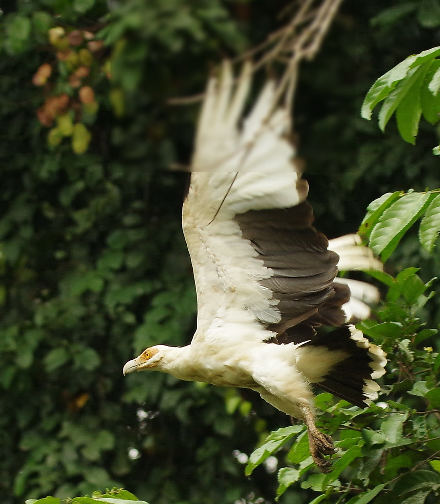 Palm-nut Vulture in Flight, Lekoli River, Odzala-Kokoua Na… | Flickr