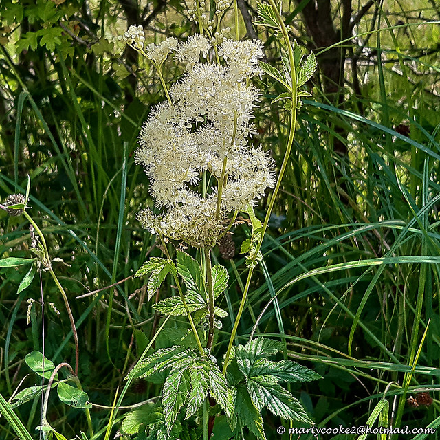 29/52 Meadowsweet Flowers