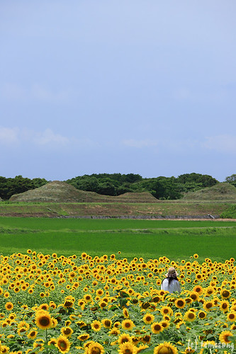 Sunflower Farm at Nuyama