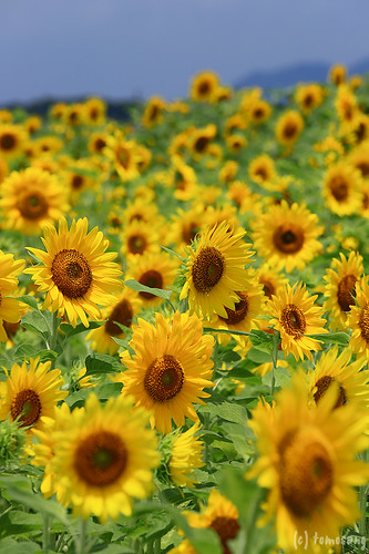 Sunflower Farm at Nuyama