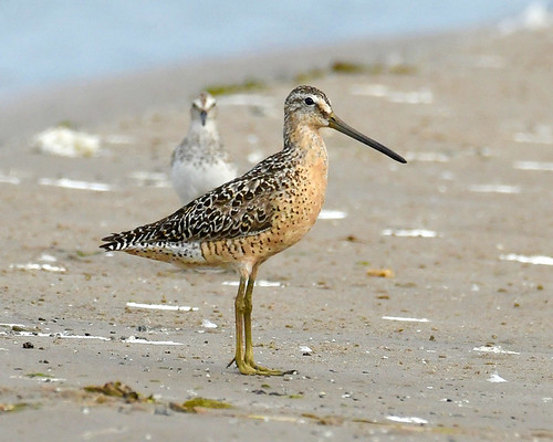 Short-billed Dowitcher (front), Semipalmated Sandpiper (rear) - Braddock Bay East Spit - © Alan Bloom - July 20, 2022