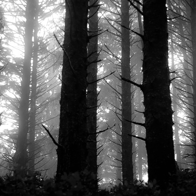 Forest In Fog 027