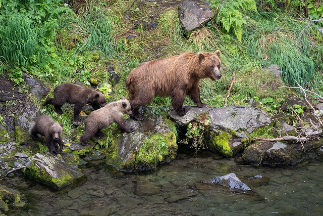 Momma Brown Bear with 3 Bear Cubs