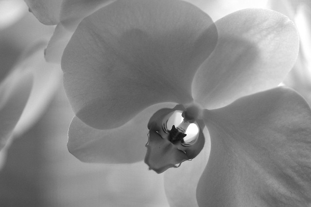 Orchidly Art
