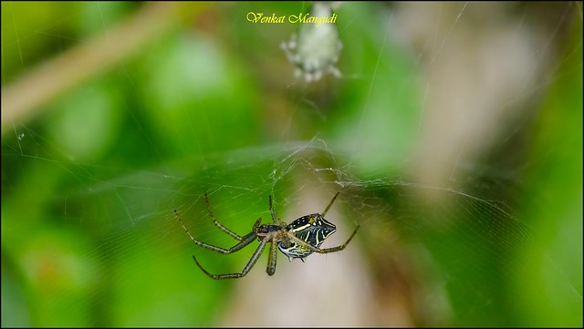 Cyrtophora cicatarosa - Tent spider
