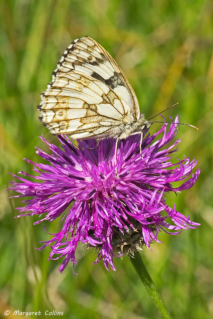 Female Marbled White Butterfly - Melanargia galathea