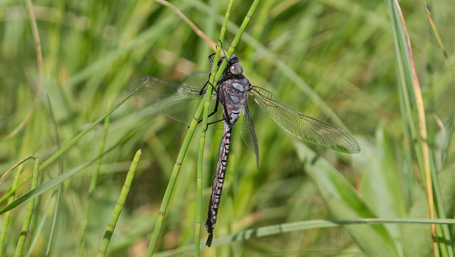 Dragonfly or Damselfly - Darner