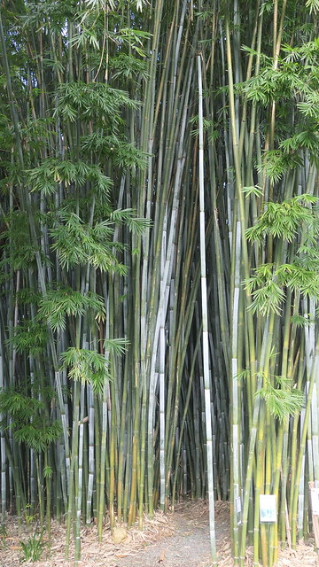Bambusa chungii