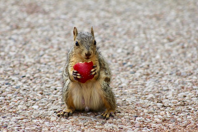 an apple a day....
