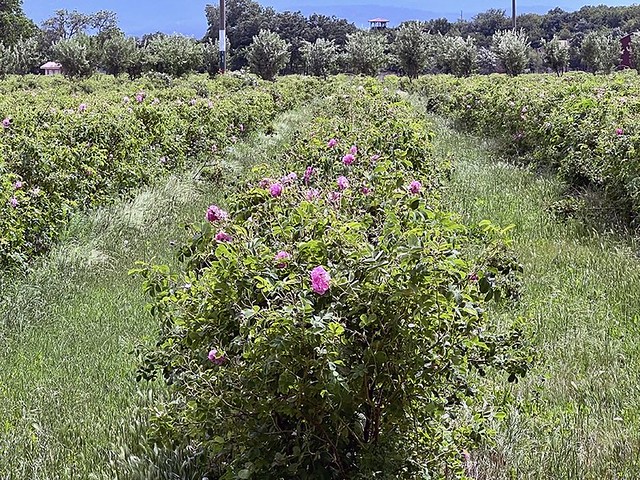 PAVEL BANYA, BULGARIA - Damascena rose plantation/  ПАВЕЛ БАНЯ, БОЛГАРИЯ - плантация Дамасской розы