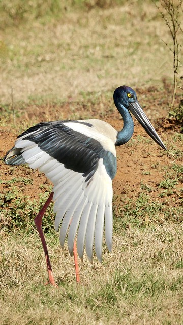 Jabiru 2 (Black necked stork)