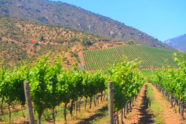 DSC_4075 Mendoza wine fields