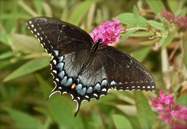 Eastern Tiger Swallowtail (female - dark form)