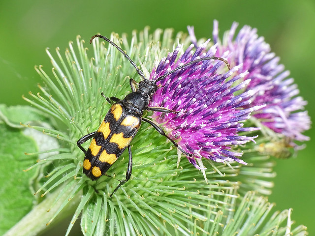 Four-banded Longhorn Beetle (Leptura quadrifasciata)