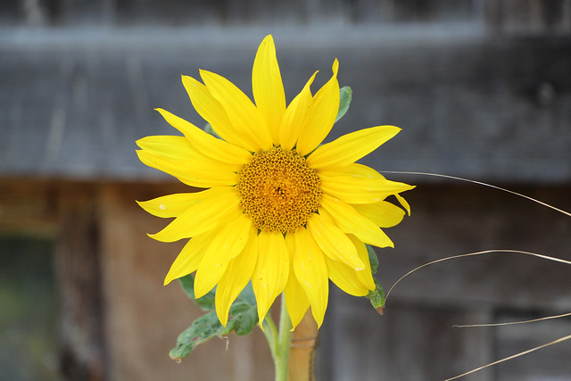 Sunflower stands the Sun