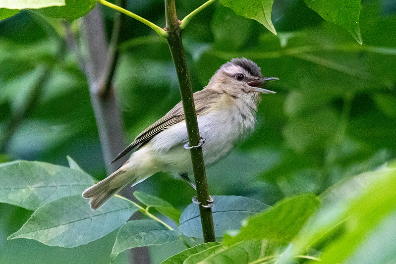 red-eyed-vireo-2203
