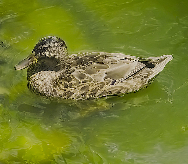 Summertime Event in Duck Pond in Manhattan (Nikon D7500 Tamron90.0 mm f/2.8 ƒ/9.0  90.0 mm 1/8000  ISO8000)