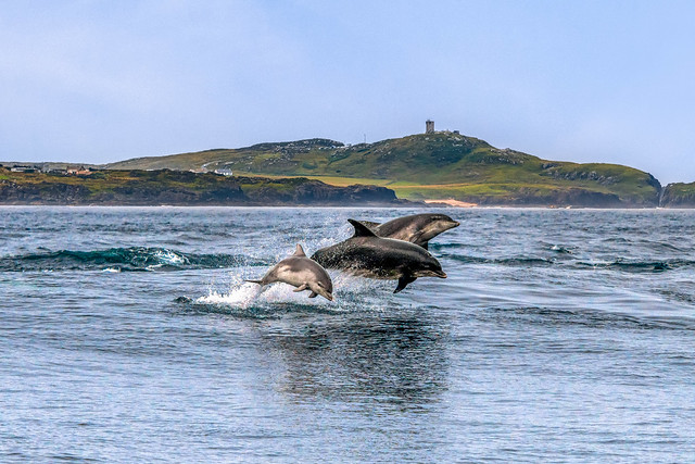 ‘The Wild Dolphins of Donegal’