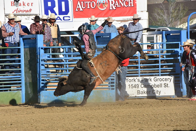 Baker City Bronc and Bull Riding, the Bulls 31