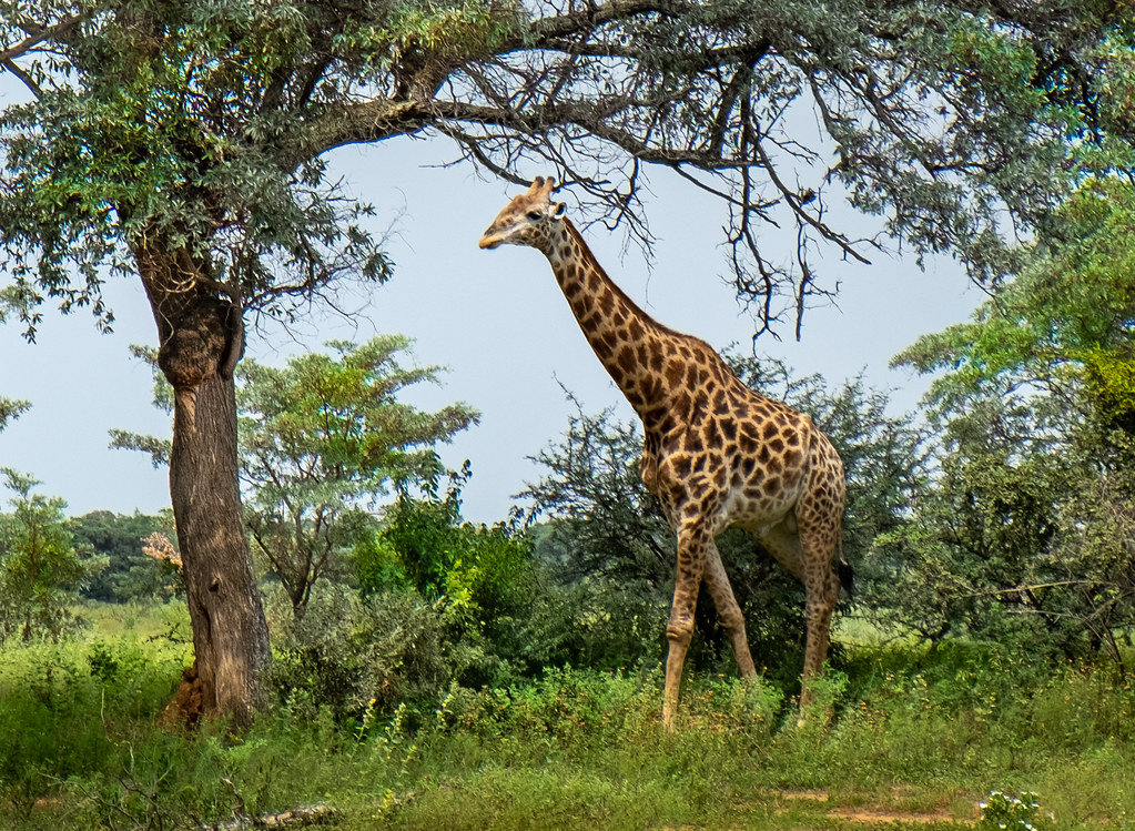 Giraffe in Entabeni Game Reserve, South Africa