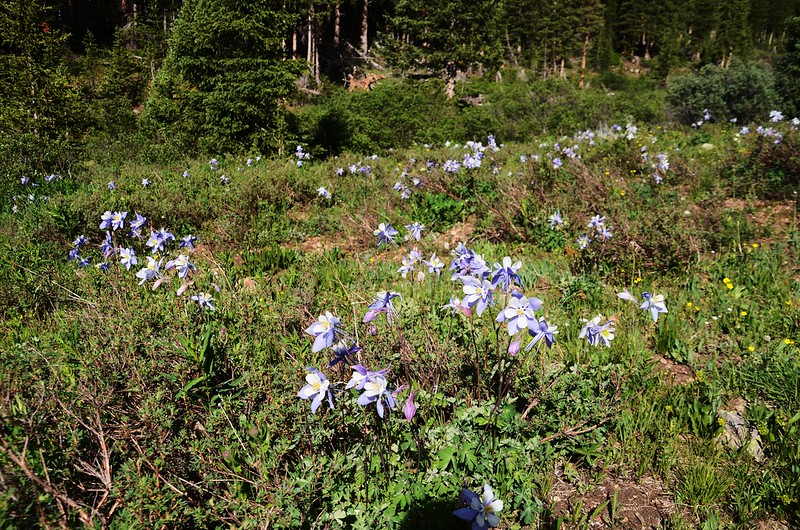 Wildflowers blooming along the trail (1)
