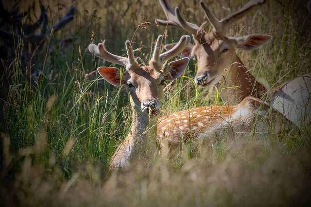 Wollaton Park - Fallow  Deer Juvenile Bucks