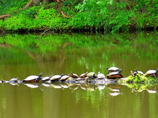 Millstone River. Sunbathing Turtles