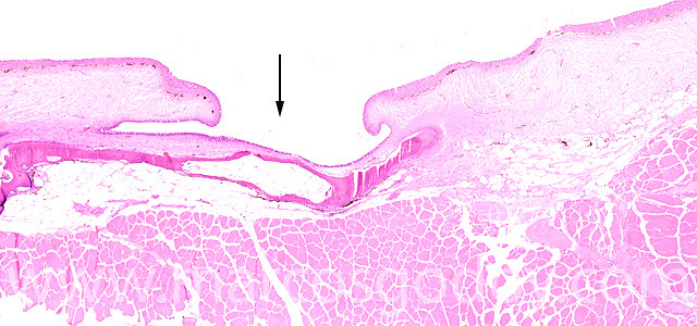 Incomplete closure of the lateral line in Atlantic salmon (Salmo salar): histopathology