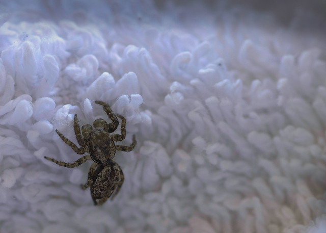 Jumping spider on a towel