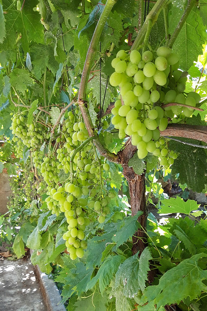 Village grapes !!!