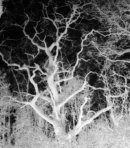 NEGATIVE TREE | by Geoffrey Stevens