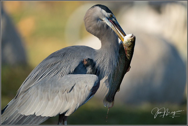 Great Blue Heron with Catch 1365