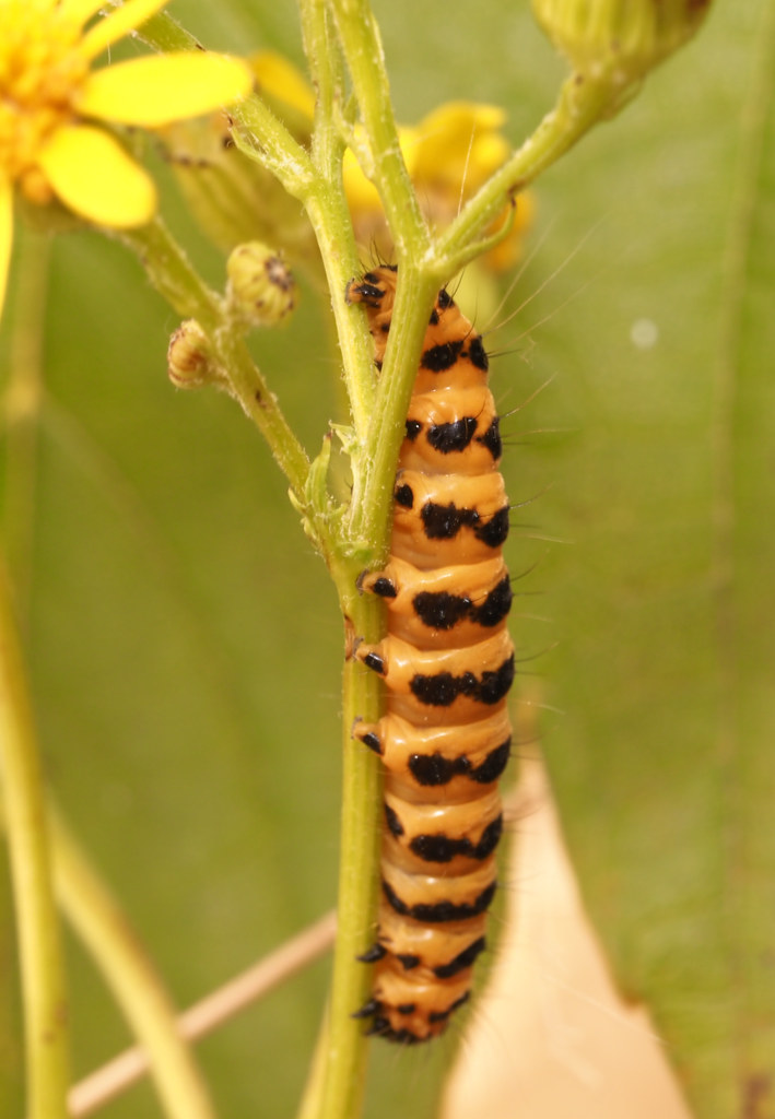 Caterpillar: Tyria jacobaeae