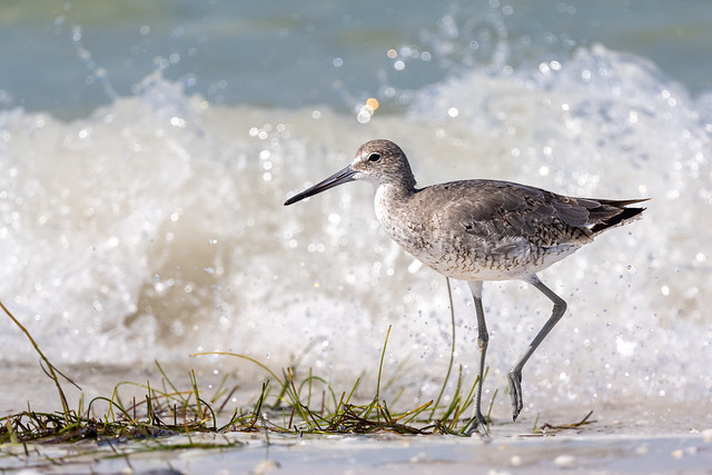 The Crash of the Wave, the Run of the Willet