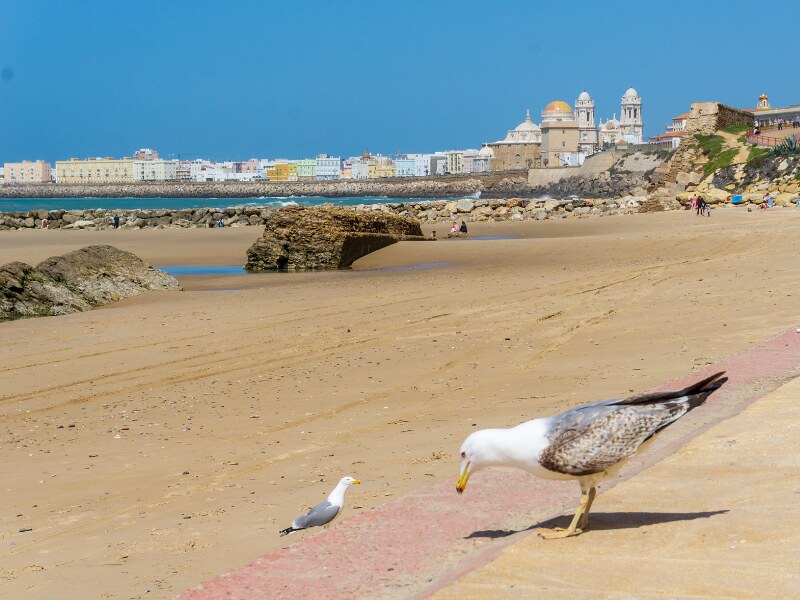 A close-up of two seaguls on the beach. Behind them, you can see the panorama of the old town of Cadiz with its Cathedral as the highlight.
