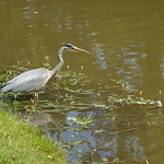 Heron Croome Park Worcestershire