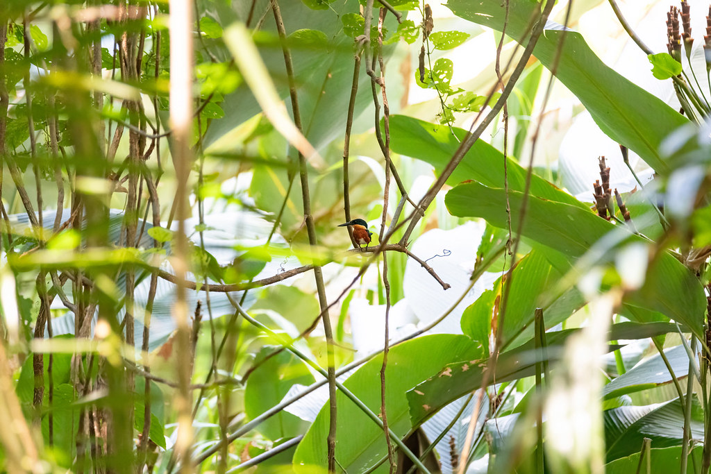 American pygmy kingfisher (Chloroceryle aenea)