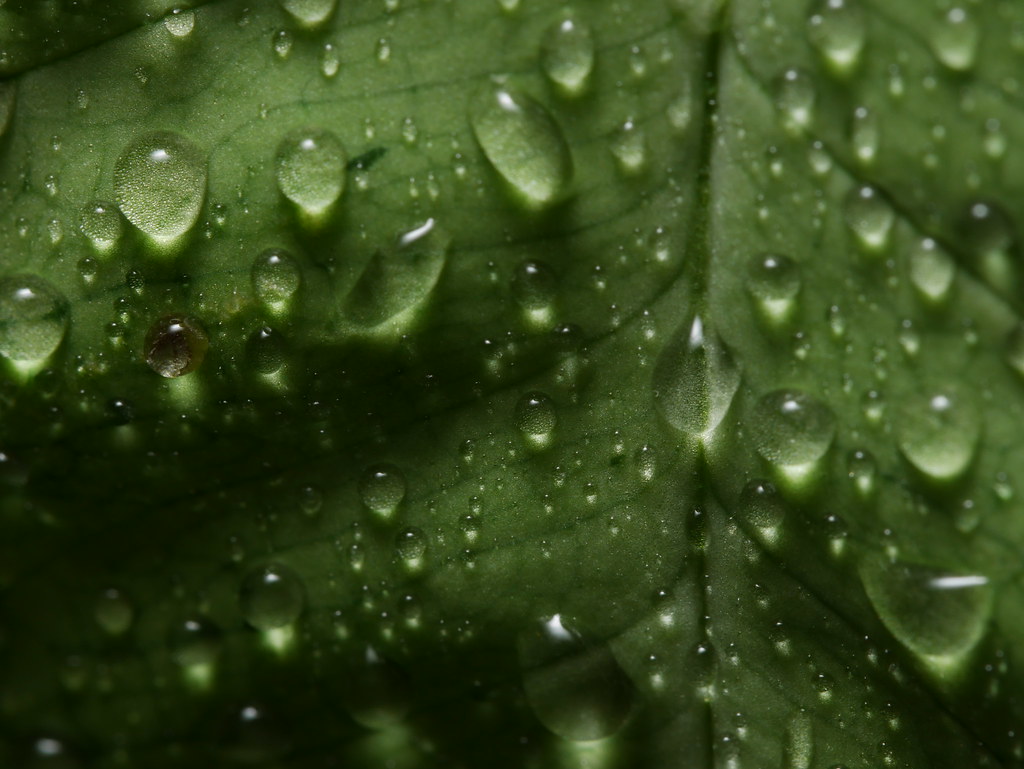 A Wet Leaf